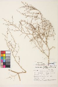 Eriogonum brachypodum image