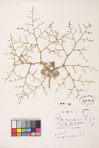 Eriogonum brachypodum image
