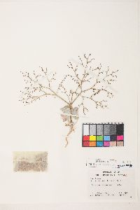 Eriogonum brachypodum image