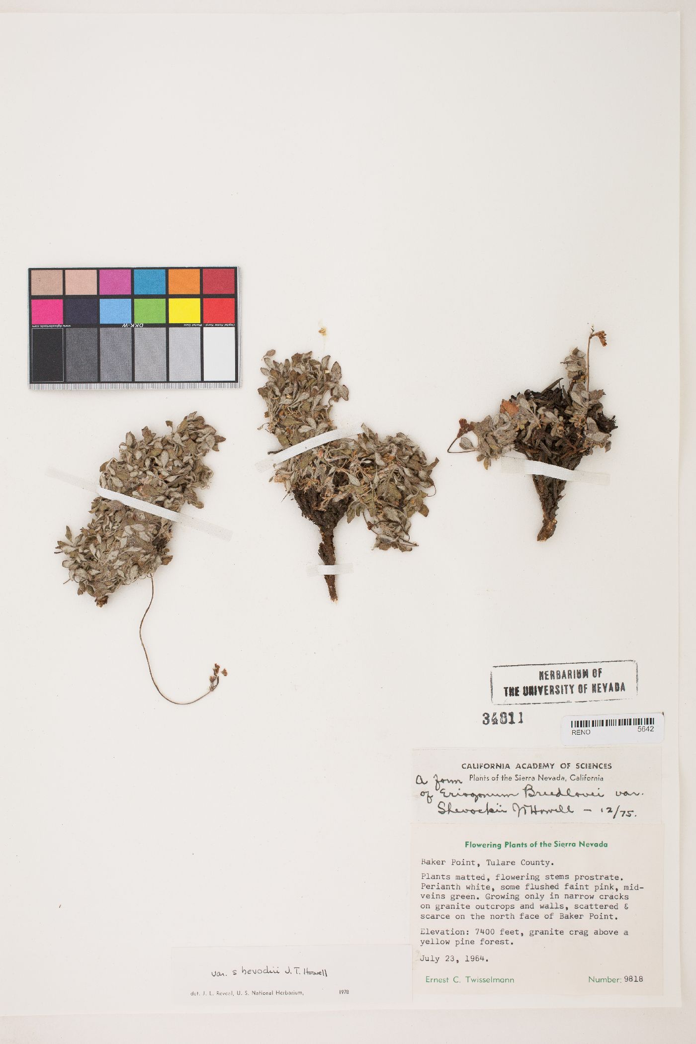 Eriogonum breedlovei image