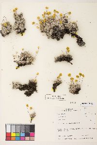 Eriogonum caespitosum image