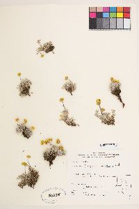 Eriogonum caespitosum image