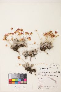 Eriogonum caespitosum image