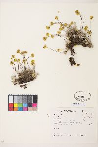 Eriogonum caespitosum image