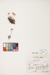 Eriogonum caespitosum image