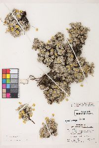 Eriogonum caespitosum image