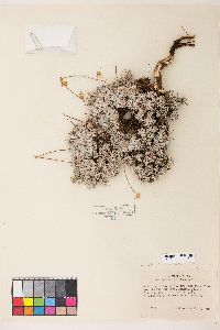 Eriogonum caespitosum image