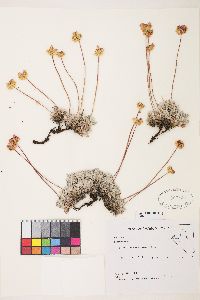 Eriogonum caespitosum image