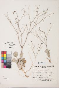 Eriogonum cernuum image