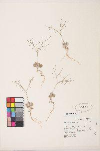 Eriogonum cernuum image