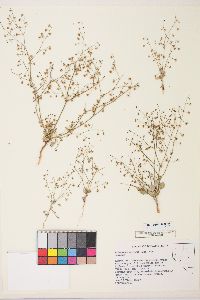 Eriogonum cernuum image