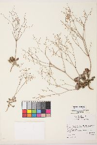 Eriogonum cernuum image