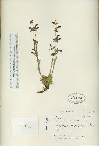 Penstemon decurvus image