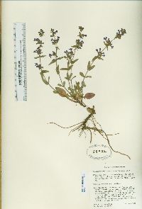 Penstemon humilis var. brevifolius image