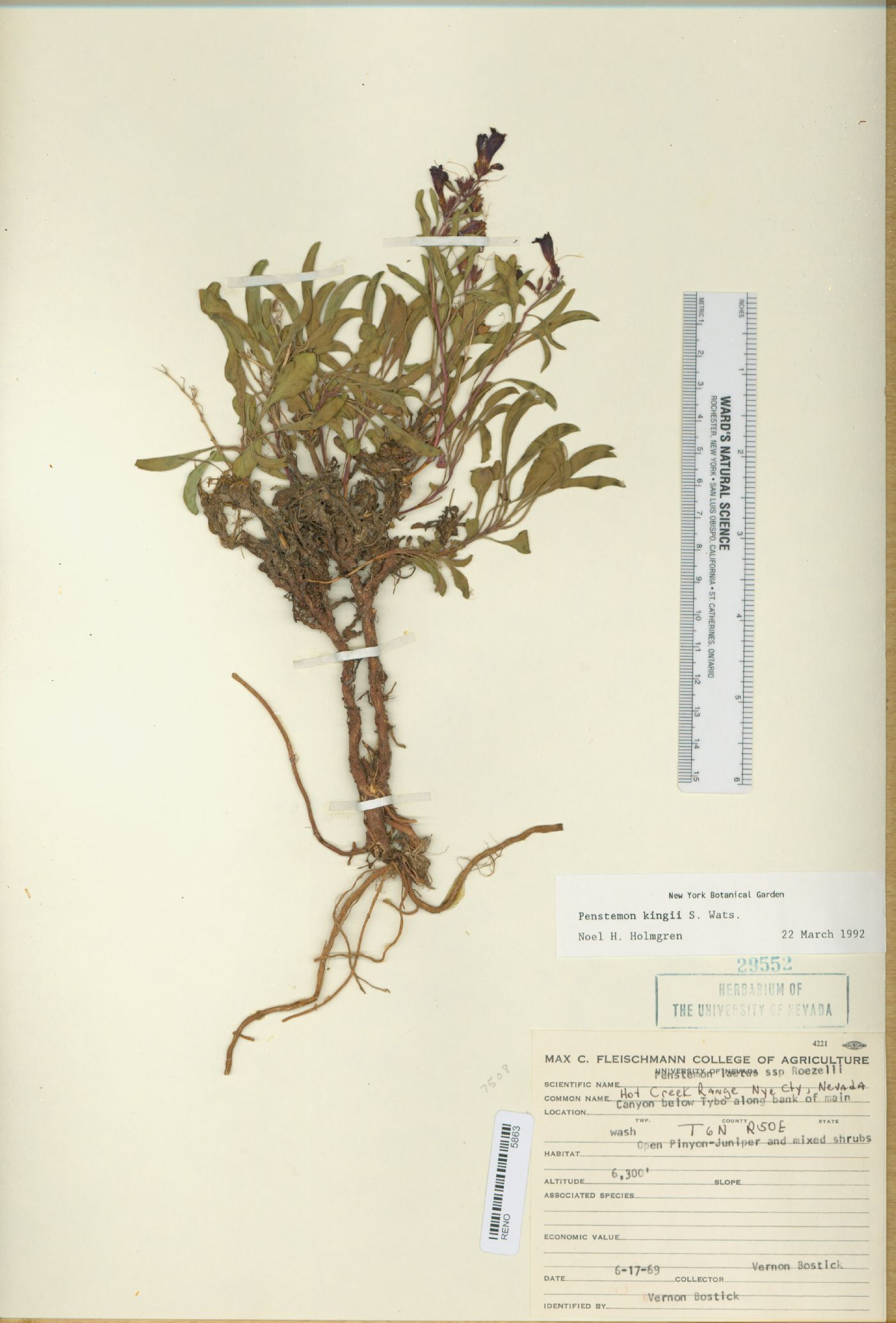Penstemon kingii image