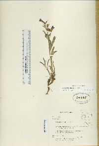 Penstemon kingii image