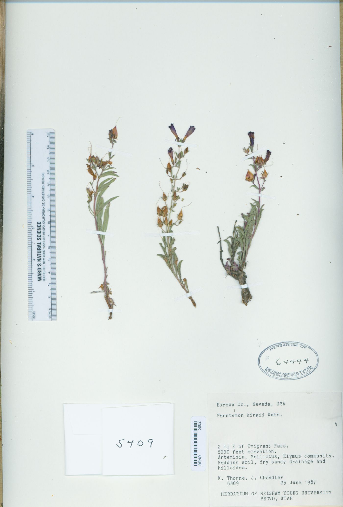 Penstemon kingii image