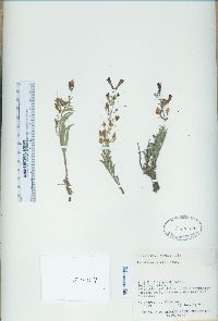 Penstemon kingii image