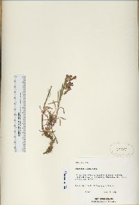 Penstemon kingii image