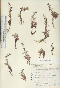 Penstemon kingii image