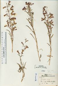 Penstemon kingii image