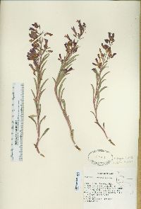 Penstemon kingii image