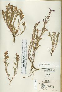 Penstemon kingii image