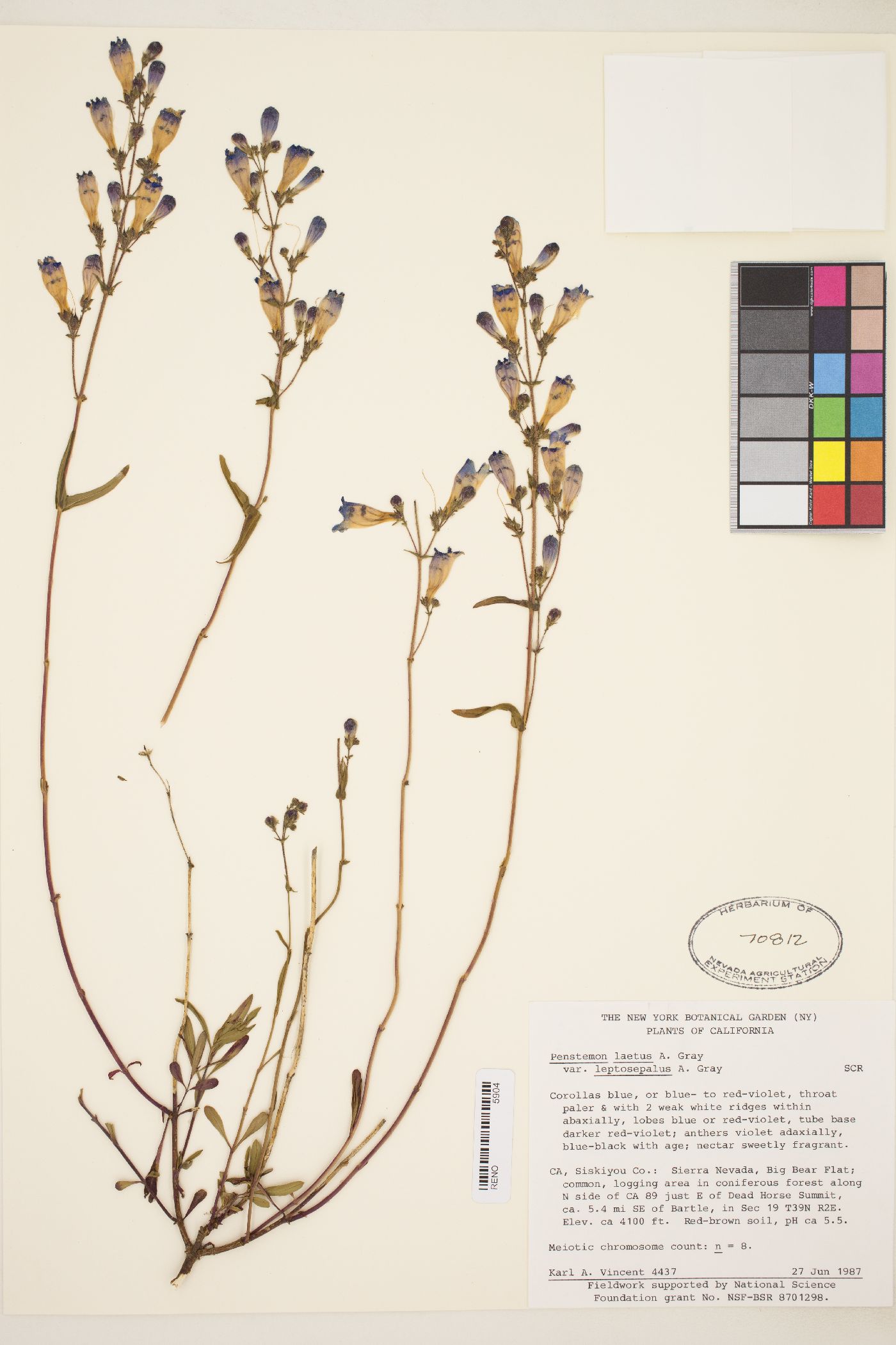 Penstemon laetus var. sagittatus image