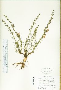 Penstemon linarioides image