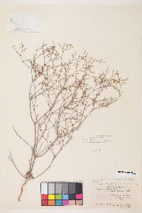 Eriogonum cernuum image