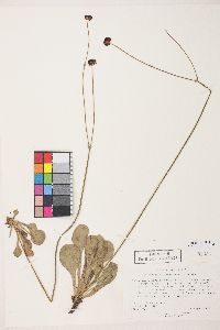 Eriogonum ciliatum image