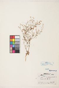 Eriogonum collinum image