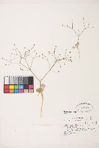 Eriogonum collinum image