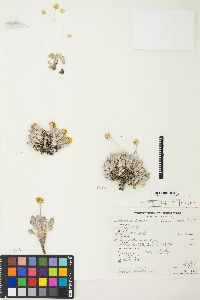 Eriogonum lewisii image