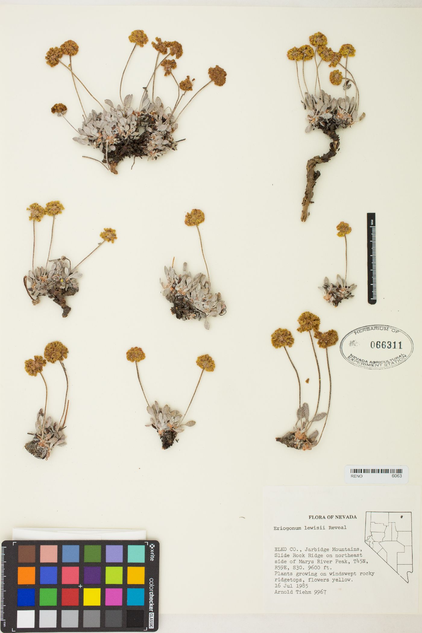 Eriogonum lewisii image