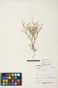 Eriogonum deflexum image