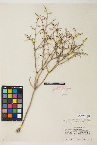 Eriogonum deflexum image