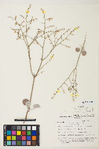 Eriogonum deflexum var. deflexum image