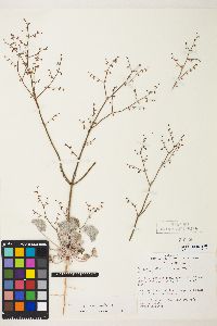 Eriogonum deflexum var. nevadense image