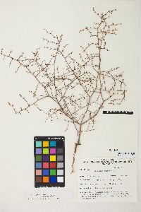 Eriogonum deflexum image