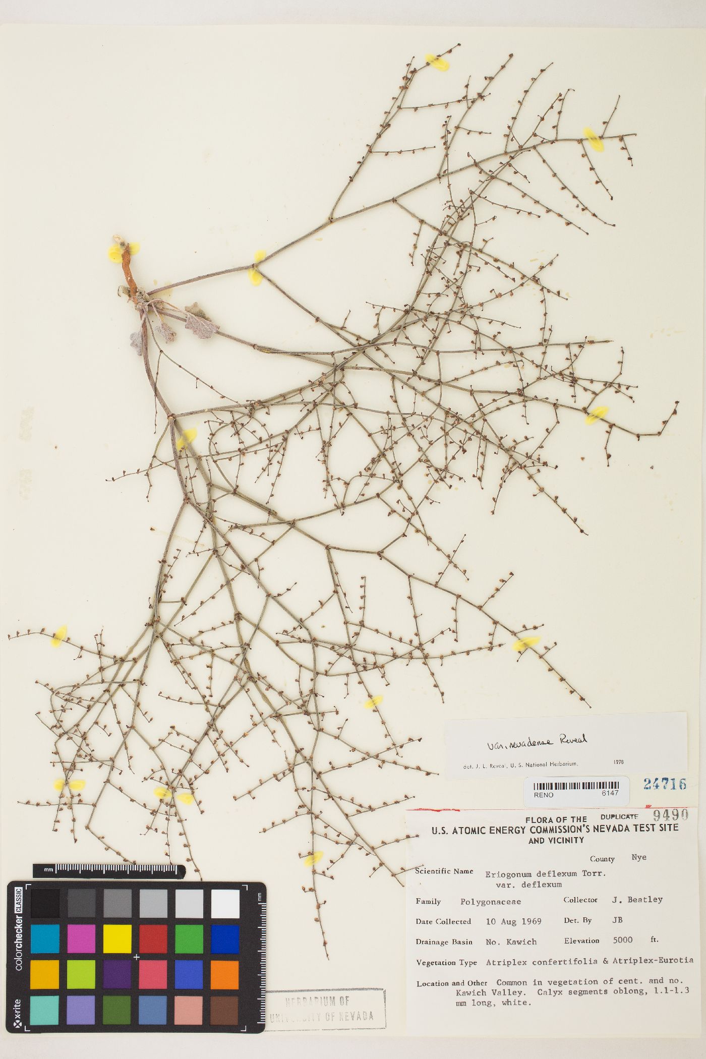 Eriogonum deflexum var. nevadense image