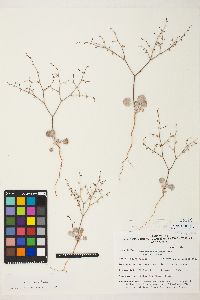 Eriogonum deflexum image