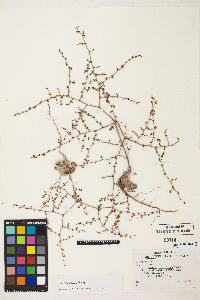 Eriogonum deflexum var. nevadense image