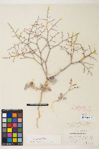 Eriogonum deflexum image