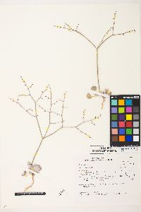 Eriogonum deflexum var. nevadense image