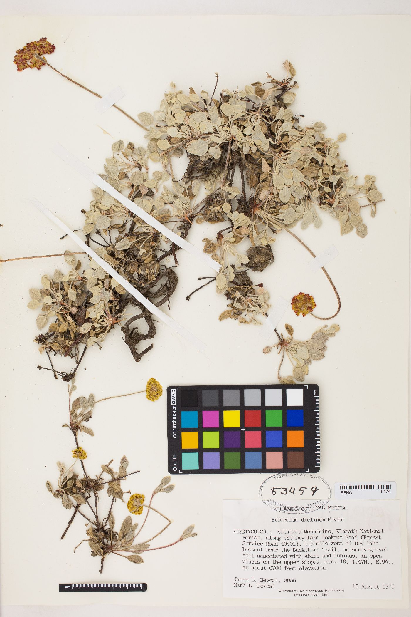 Eriogonum diclinum image