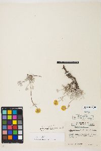 Eriogonum douglasii var. meridionale image