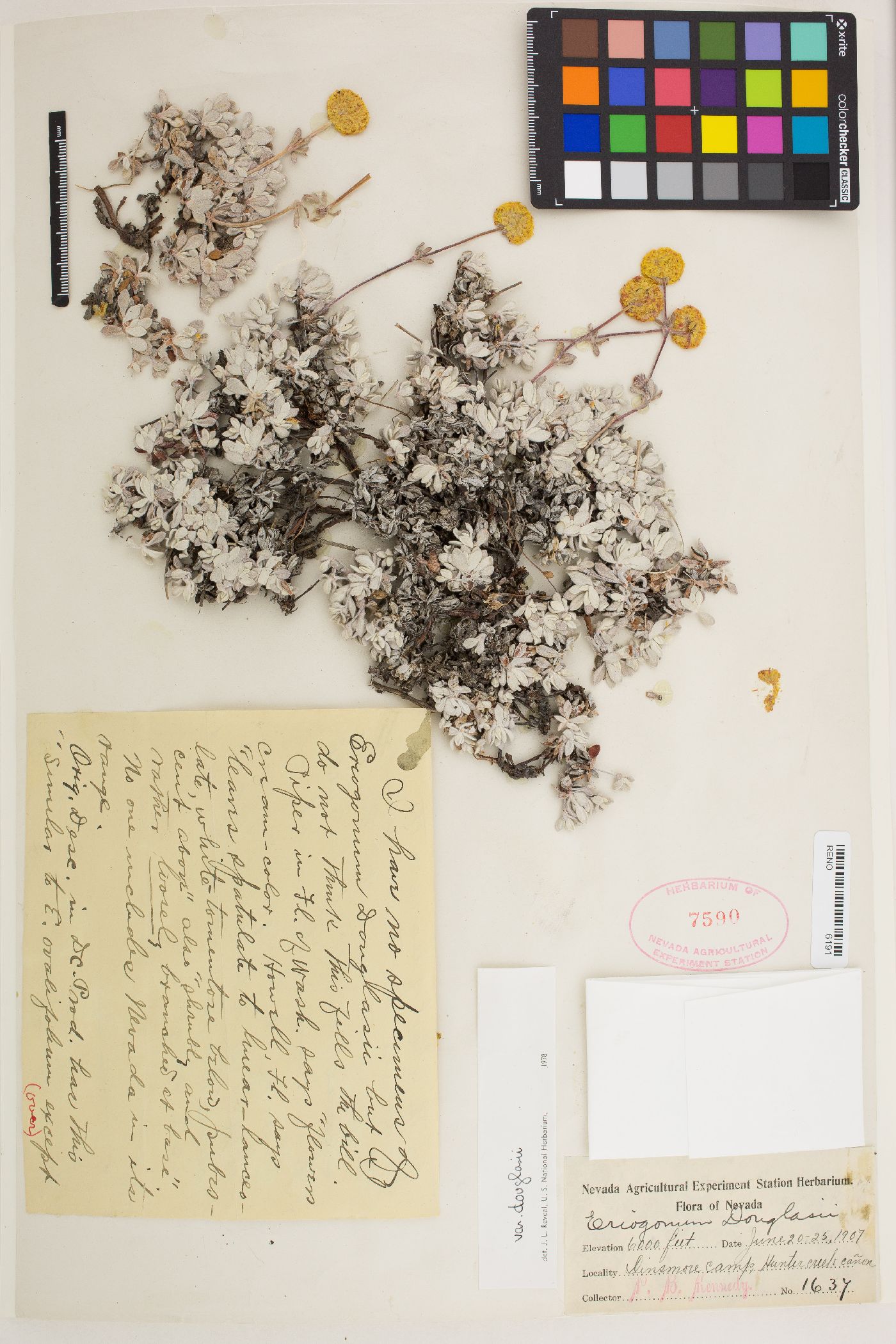 Eriogonum douglasii var. meridionale image