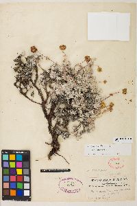 Eriogonum douglasii image