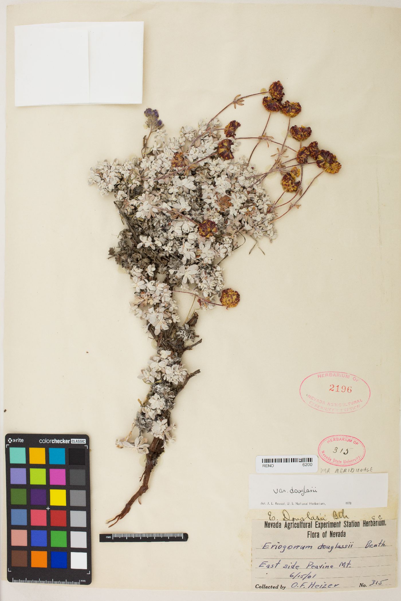 Eriogonum douglasii var. meridionale image